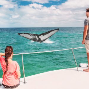 Whale watching boat tour tourists people on ship looking at humpback tail breaching ocean in tropical destination, summer travel vacation. Couple on deck of catamaran.